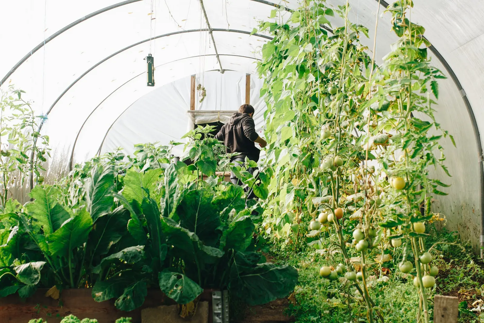 A gardener tending vegetables inside a greenhouse