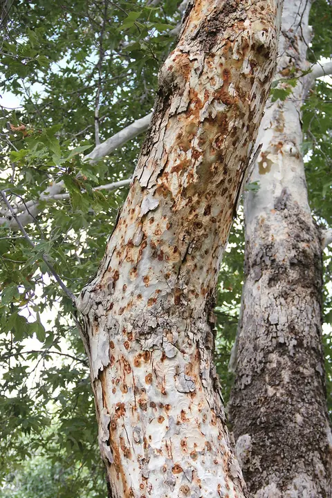 Polyphagous shot hole borer warning image from Aguinaga Green’s news gallery