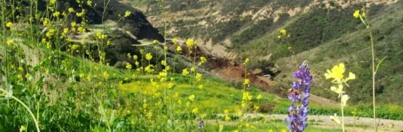 Wildflowers on a green hillside, from Aguinaga Green’s Company page