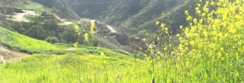 Green hillside and yellow wildflowers, from Aguinaga Green’s Careers page