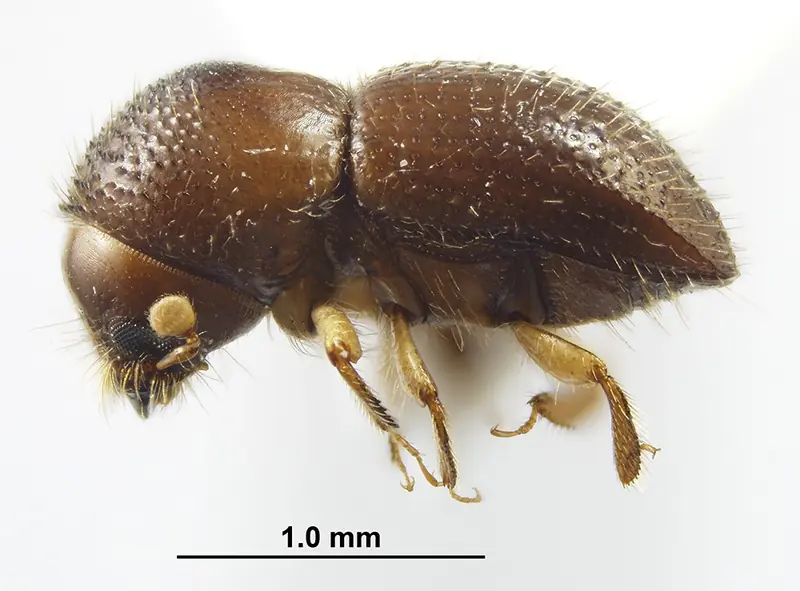 Polyphagous shot hole borer warning image from Aguinaga Green’s news gallery